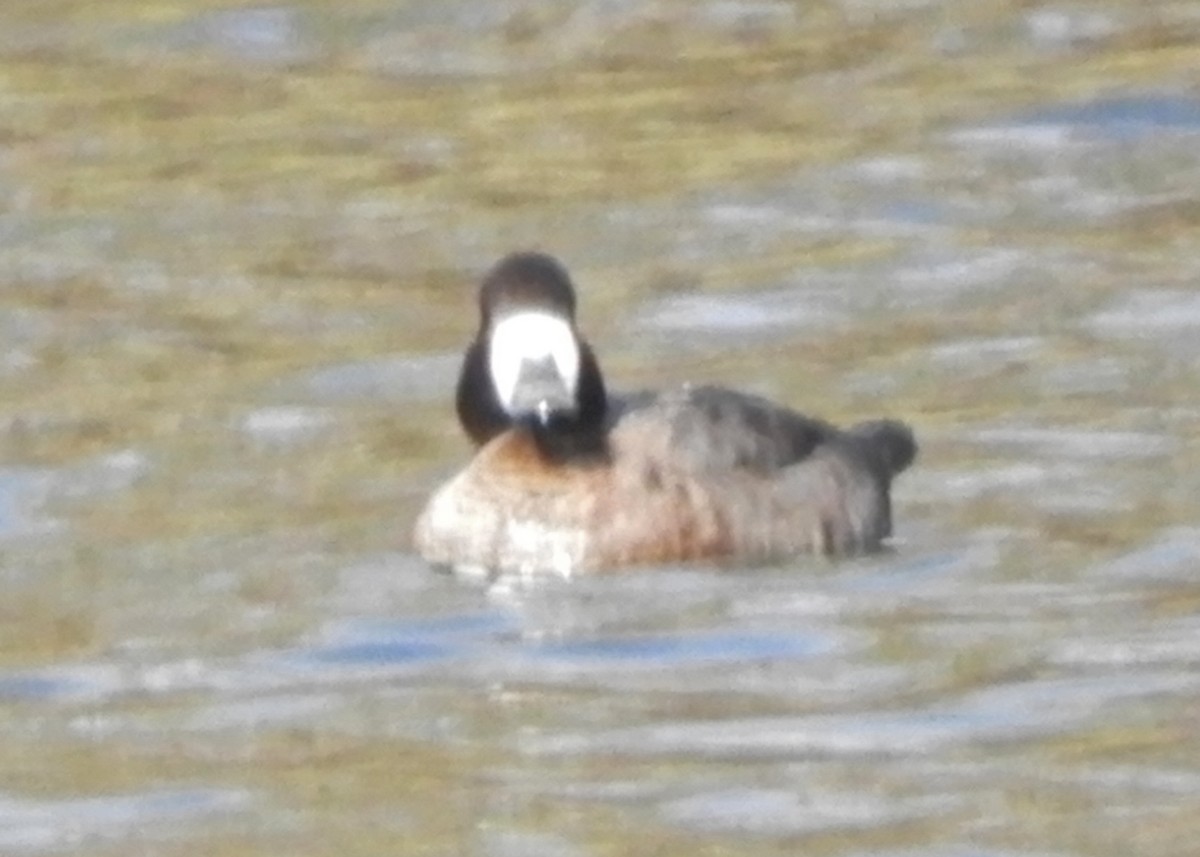 Porrón Bastardo - ML280434251