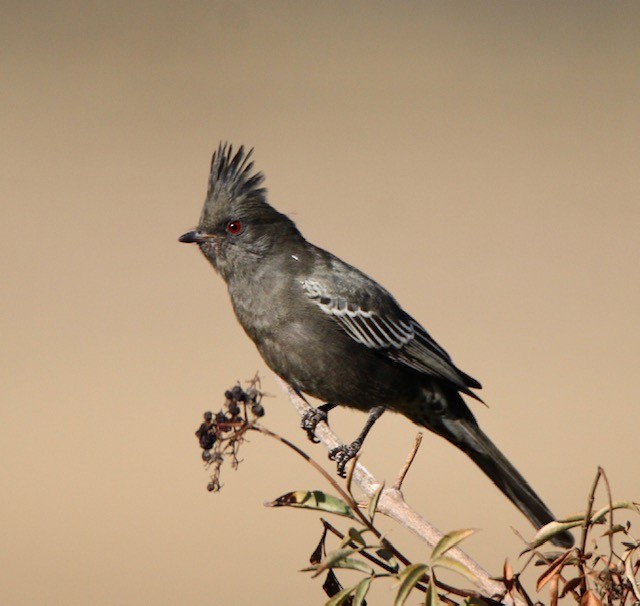 Phainopepla - Tom Uslan