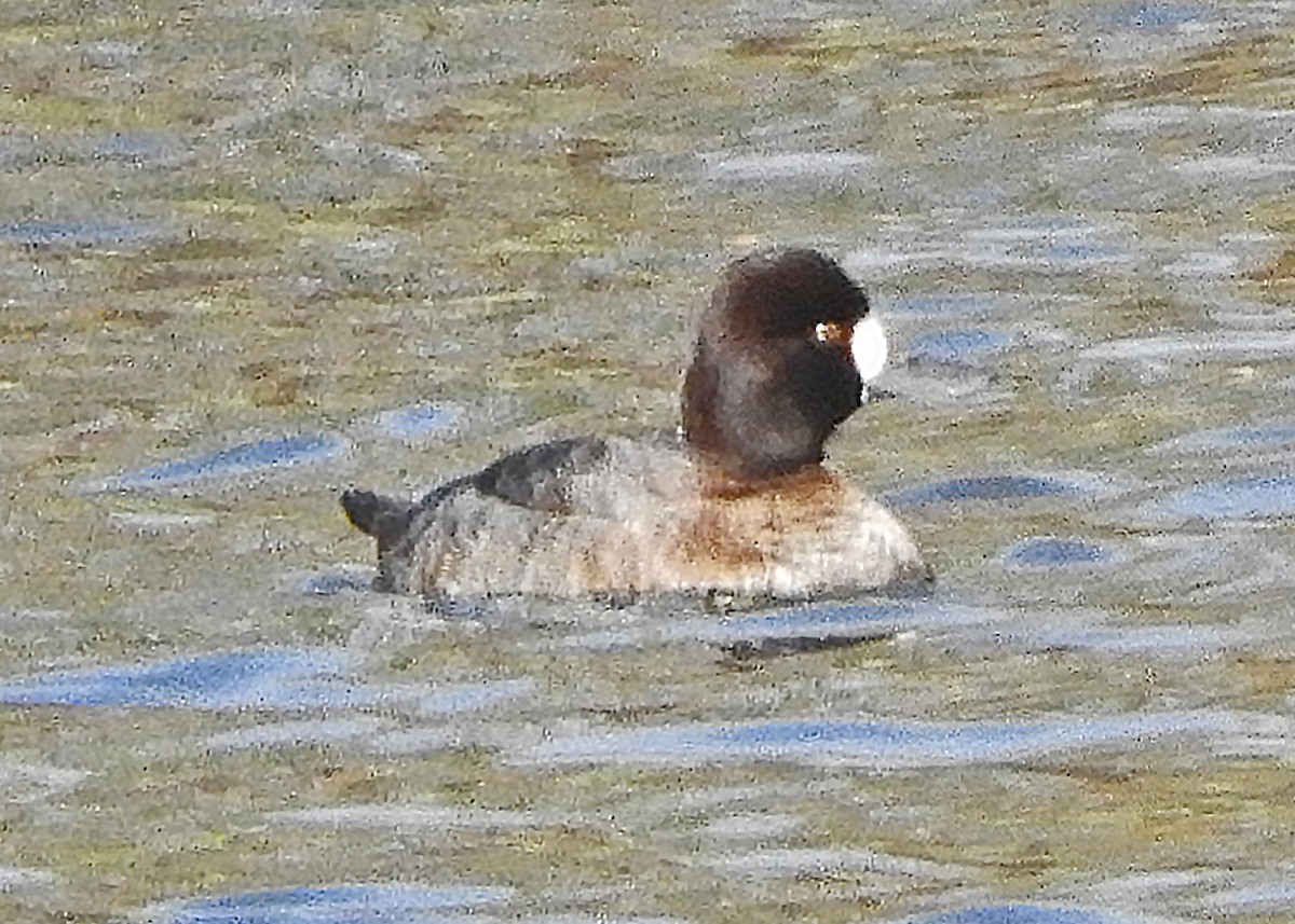 Karabaş Patka - ML280434341