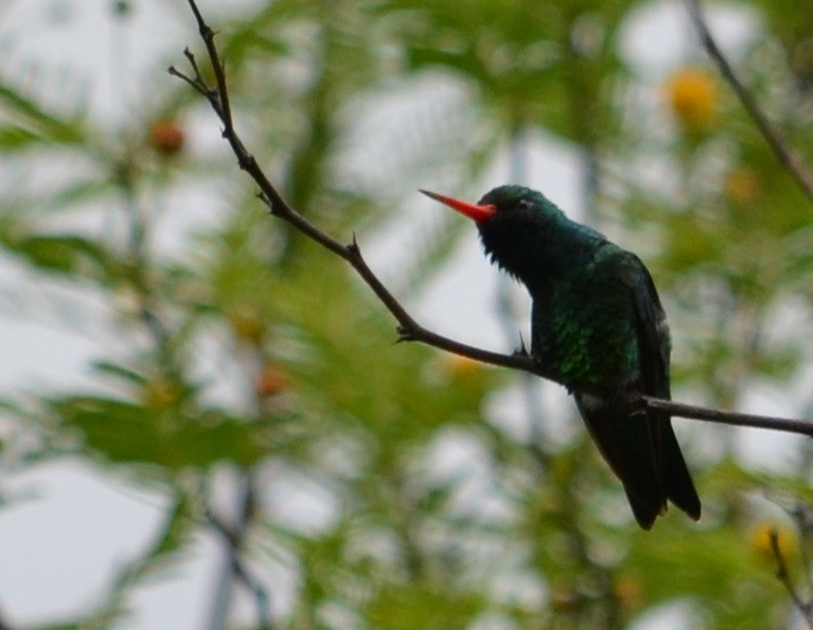 kolibřík lesklobřichý - ML280437711