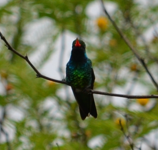 kolibřík lesklobřichý - ML280437761