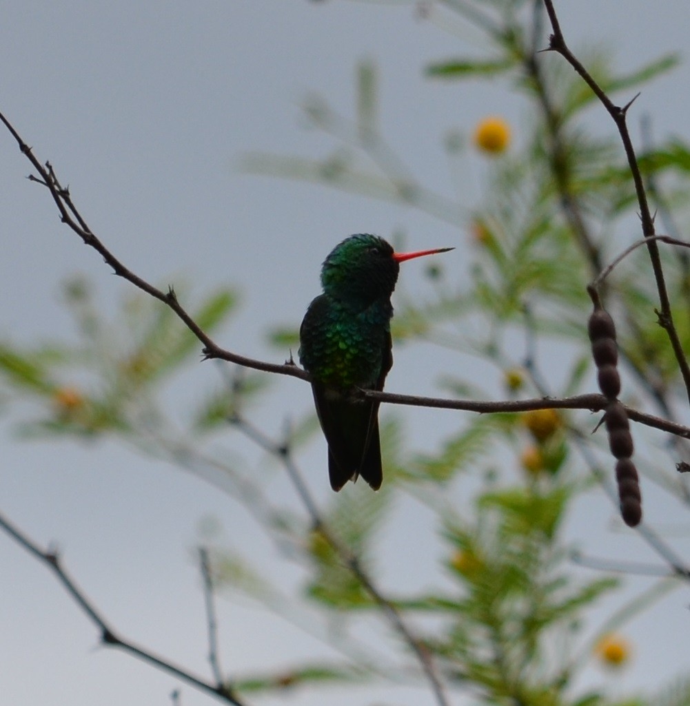 kolibřík lesklobřichý - ML280437811