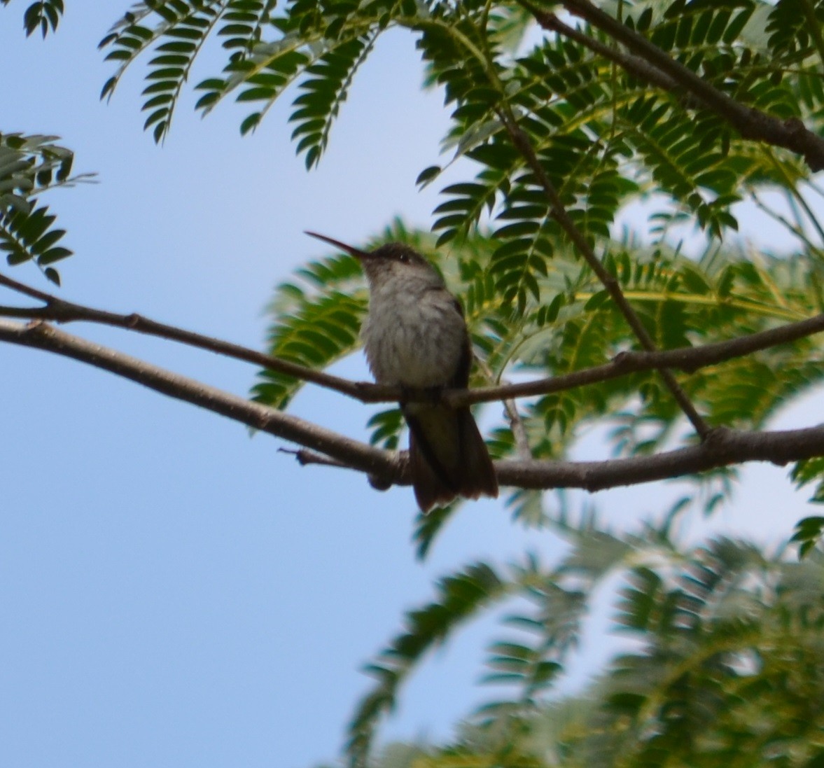 Ak Karınlı Kolibri - ML280437931