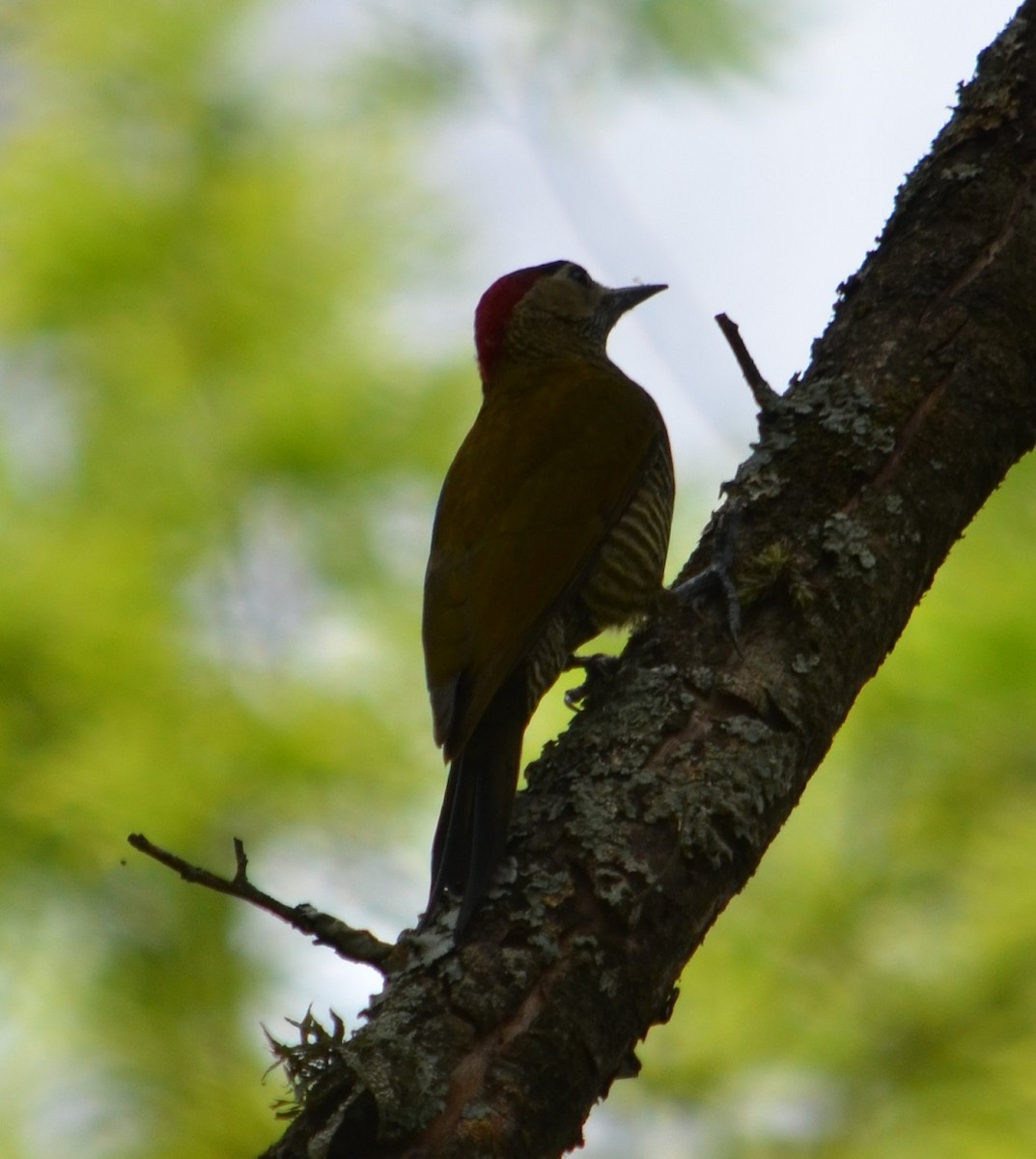 Golden-olive Woodpecker - Viviana Fuentes