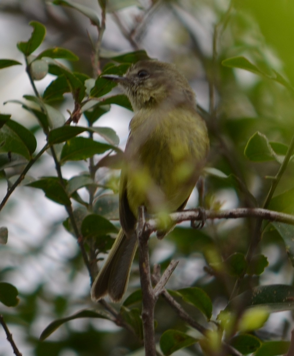 Mottle-cheeked Tyrannulet - ML280438641