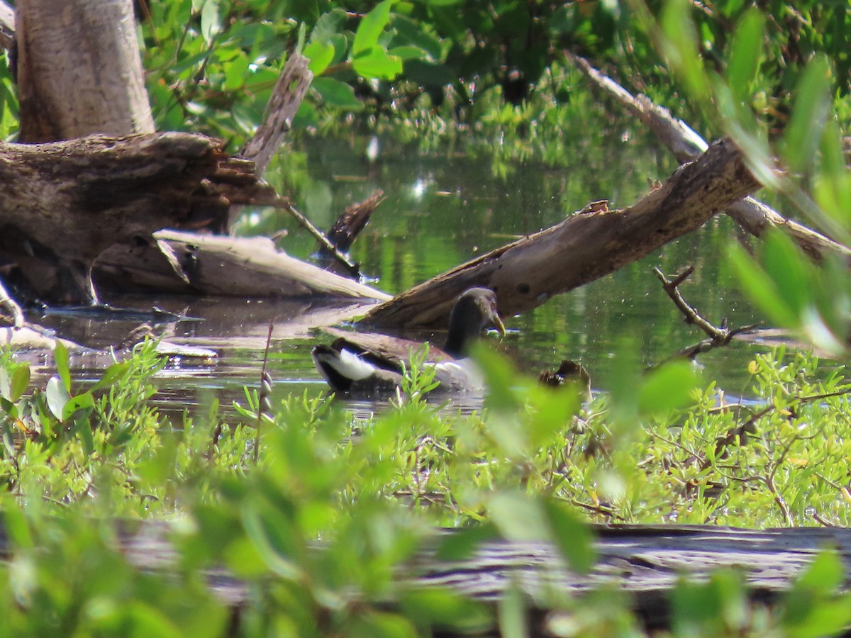 Gallinule d'Amérique - ML280438791