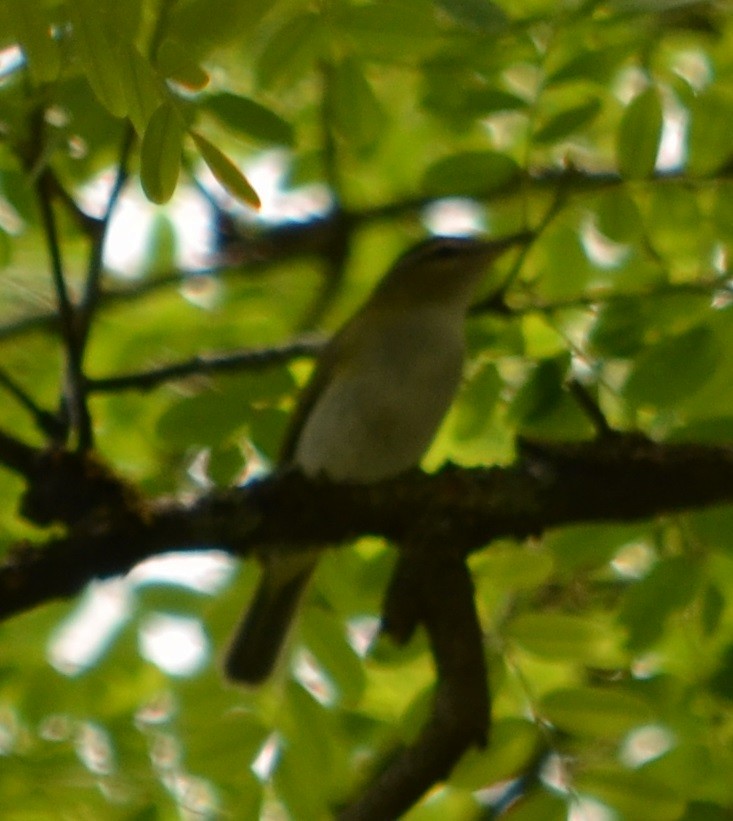 brunøyevireo - ML280438891