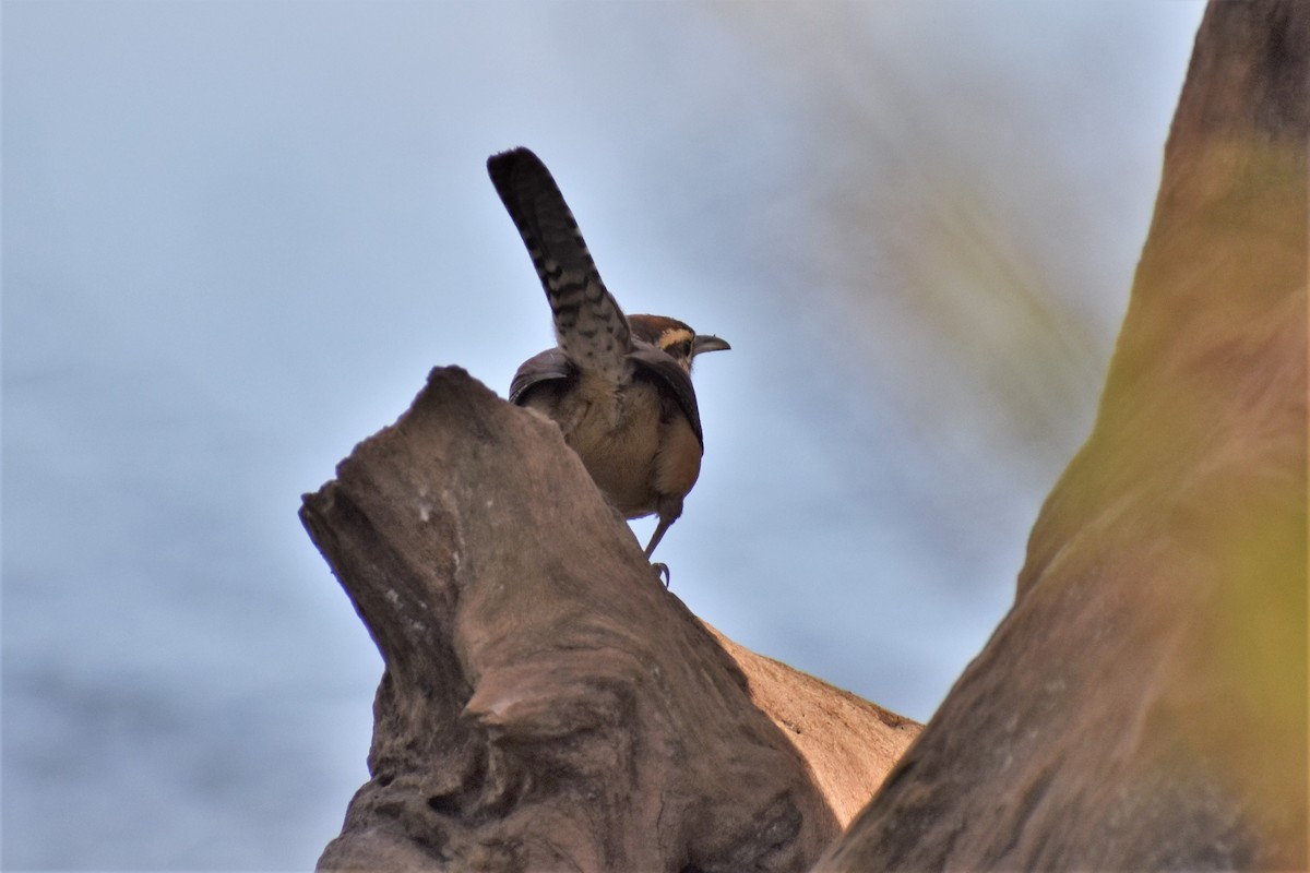 Carolina Wren - ML280438901