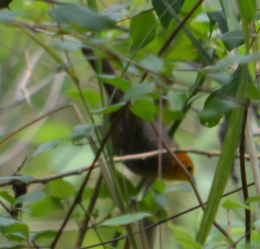 Orange-headed Tanager - ML280439531