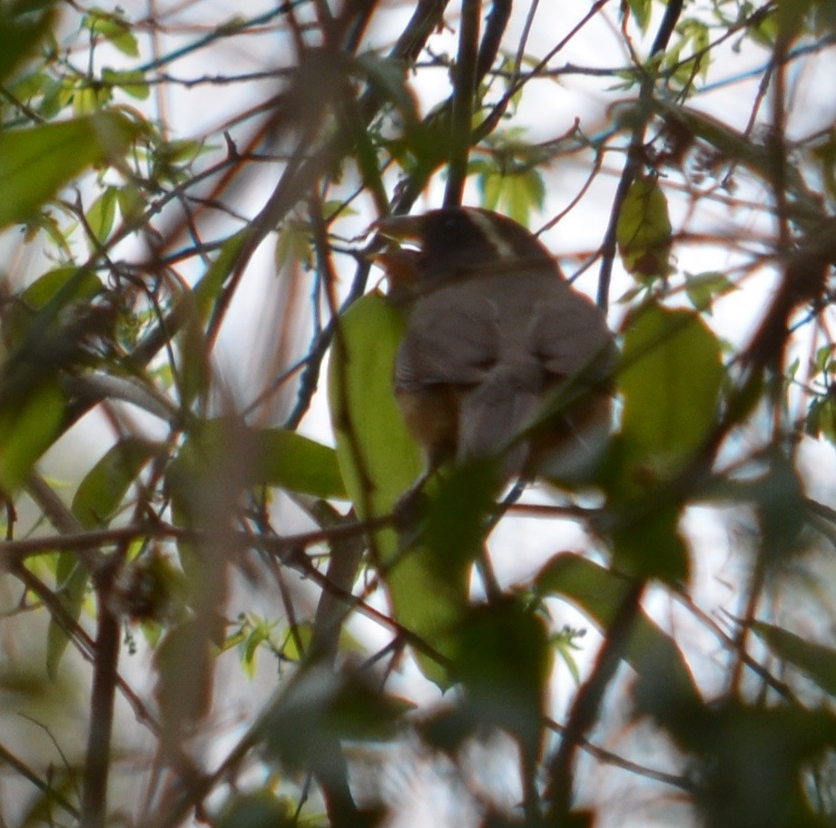 Golden-billed Saltator - ML280439721