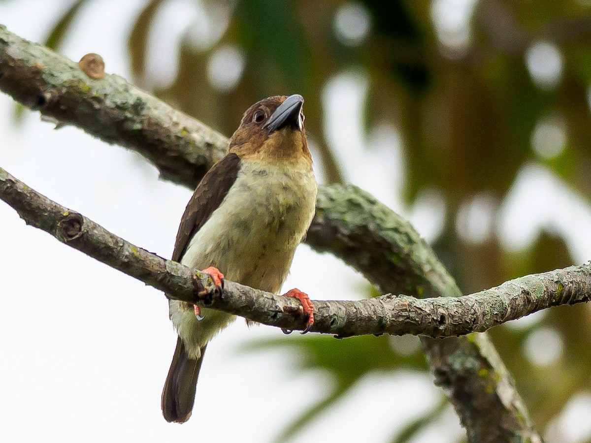 Barbudo Pardo de Malasia - ML280442441