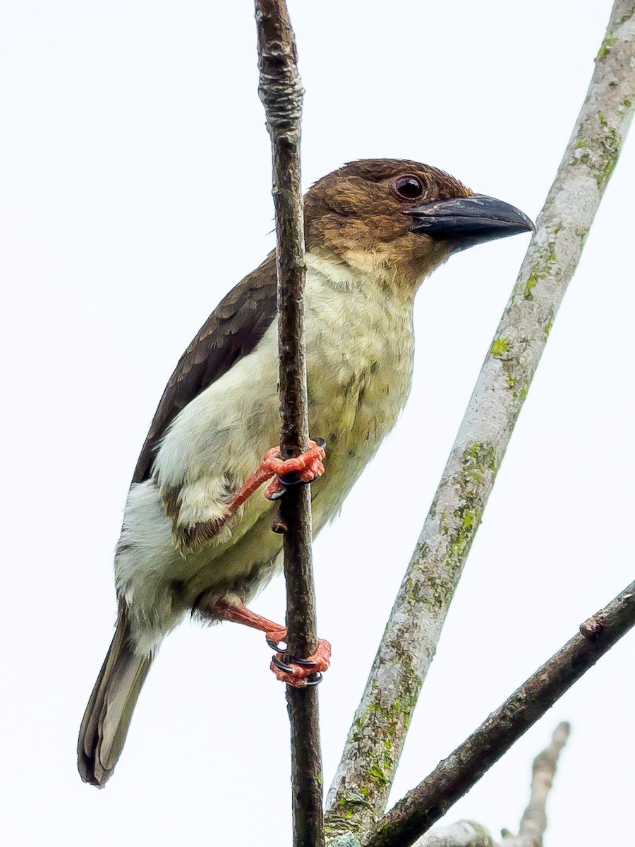 Barbudo Pardo de Malasia - ML280442461