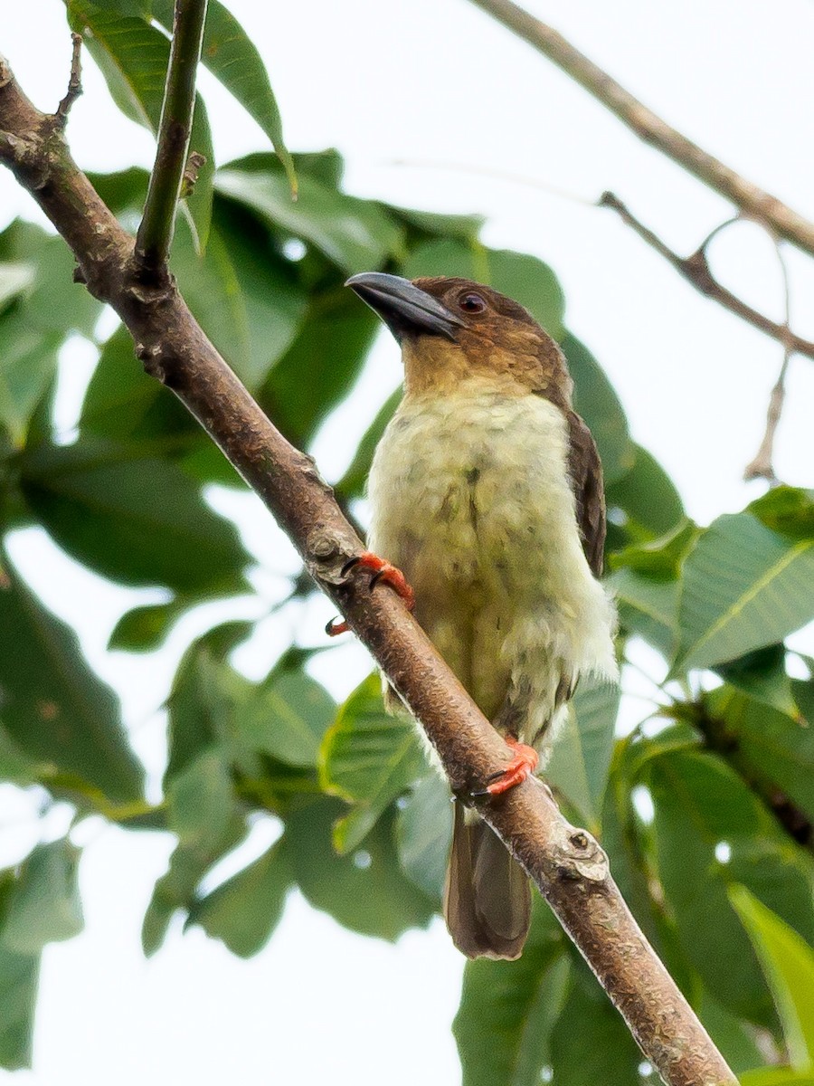 Sooty Barbet - ML280442571