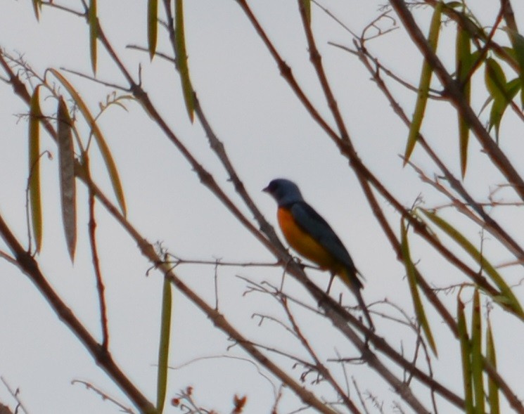 Blue-and-yellow Tanager - Viviana Fuentes