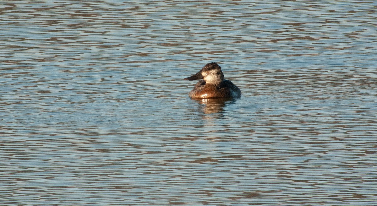 Ruddy Duck - ML280445501