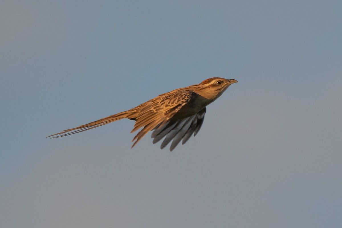 Striped Cuckoo - Pablo Re