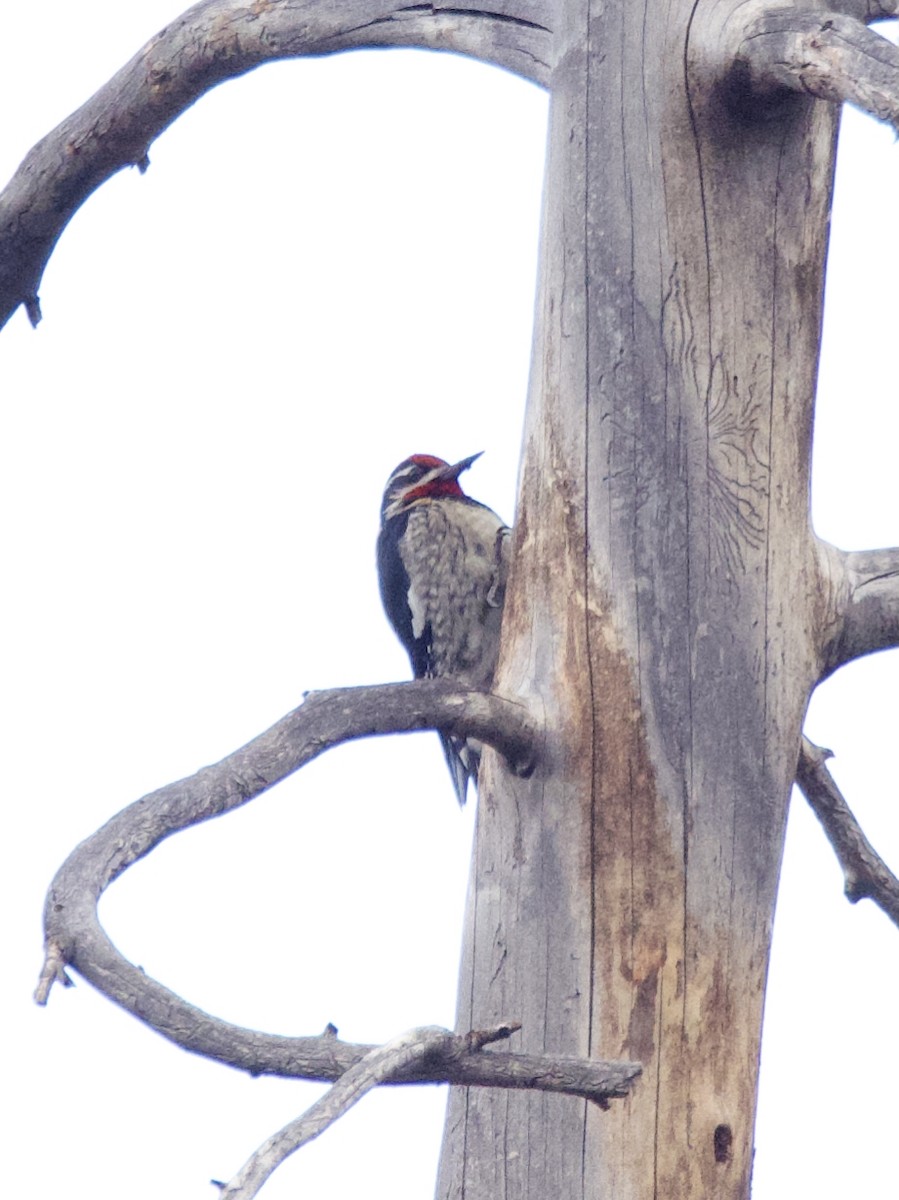 Red-naped Sapsucker - ML280448641