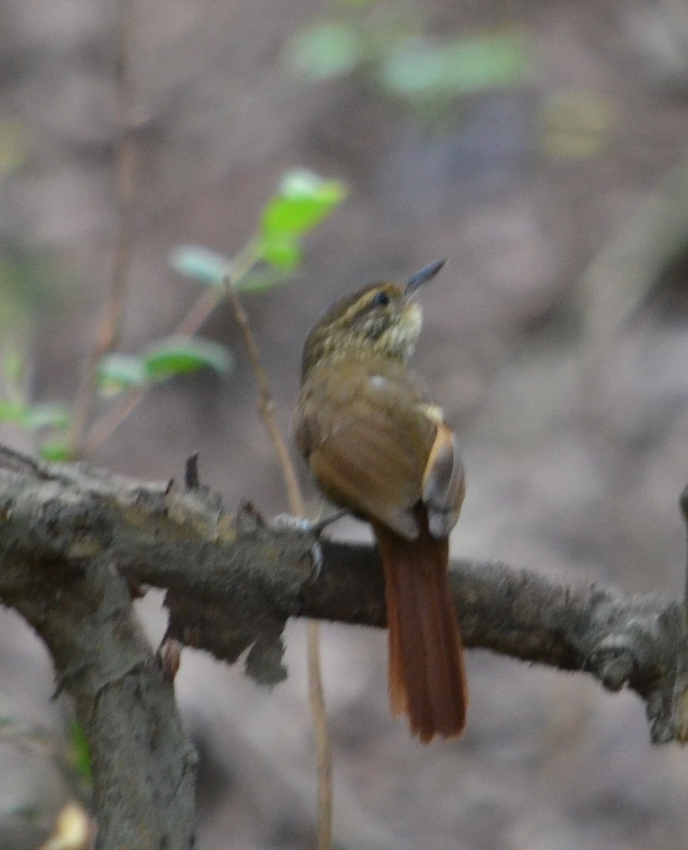 Buff-browed Foliage-gleaner - Viviana Fuentes