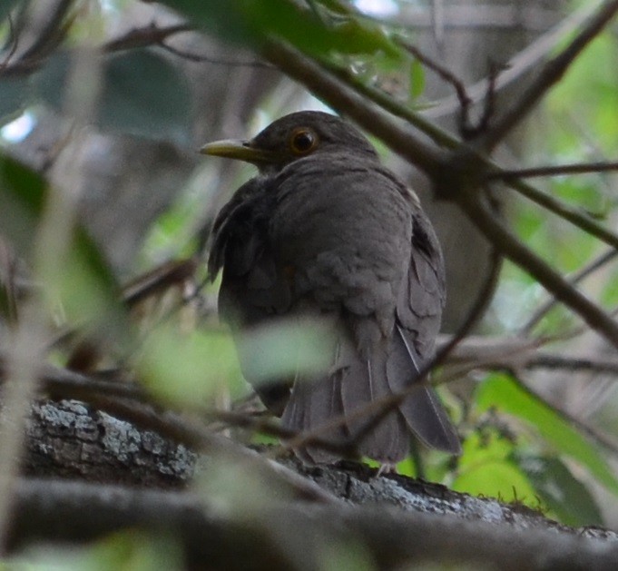 Rufous-bellied Thrush - ML280449301