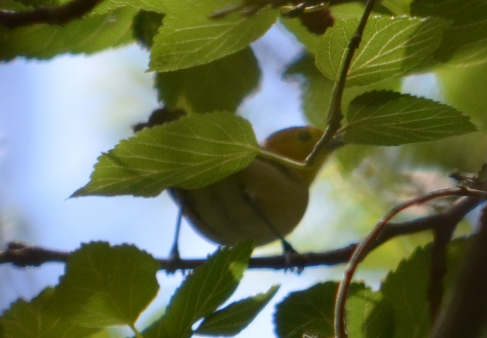 Orange-headed Tanager - ML280449481