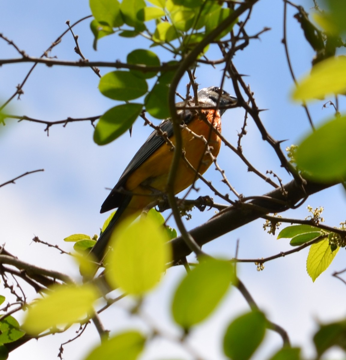 Blue-and-yellow Tanager - ML280449571