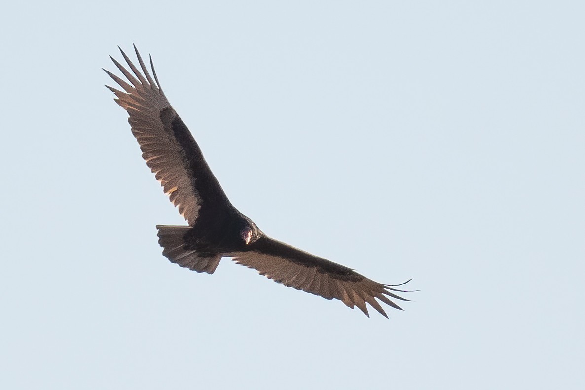 Turkey Vulture - ML280449901