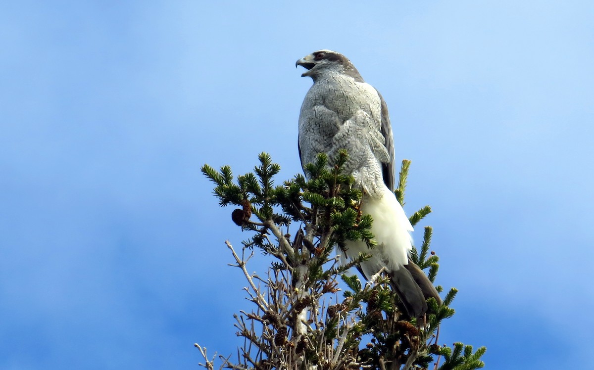 American Goshawk - ML28045031