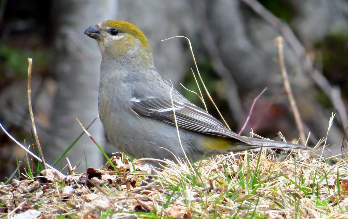 Нарсны шүршүү - ML28045141