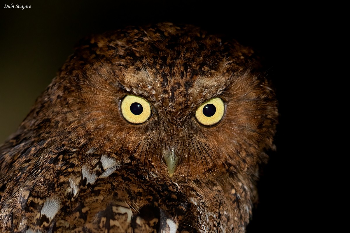 Bare-shanked Screech-Owl - Dubi Shapiro