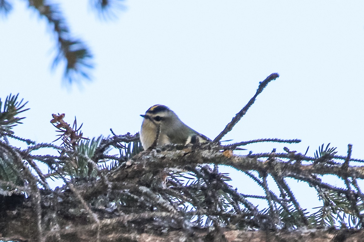 Golden-crowned Kinglet - ML280455771