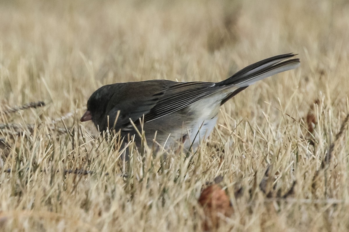 Dark-eyed Junco (Slate-colored) - ML280455831