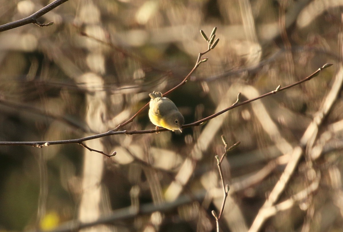 Nashville Warbler - Ben Limle