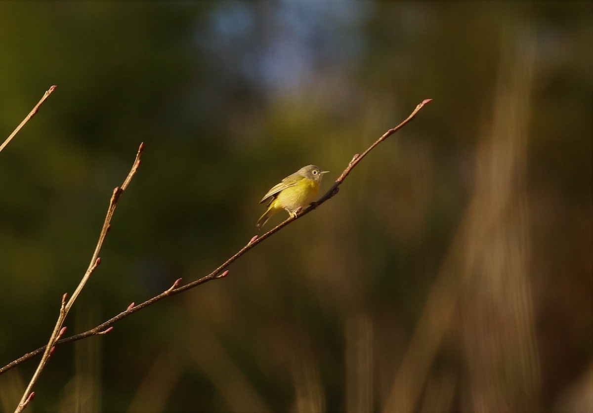 Nashville Warbler - Ben Limle