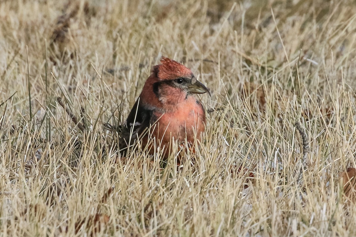 White-winged Crossbill - ML280455971