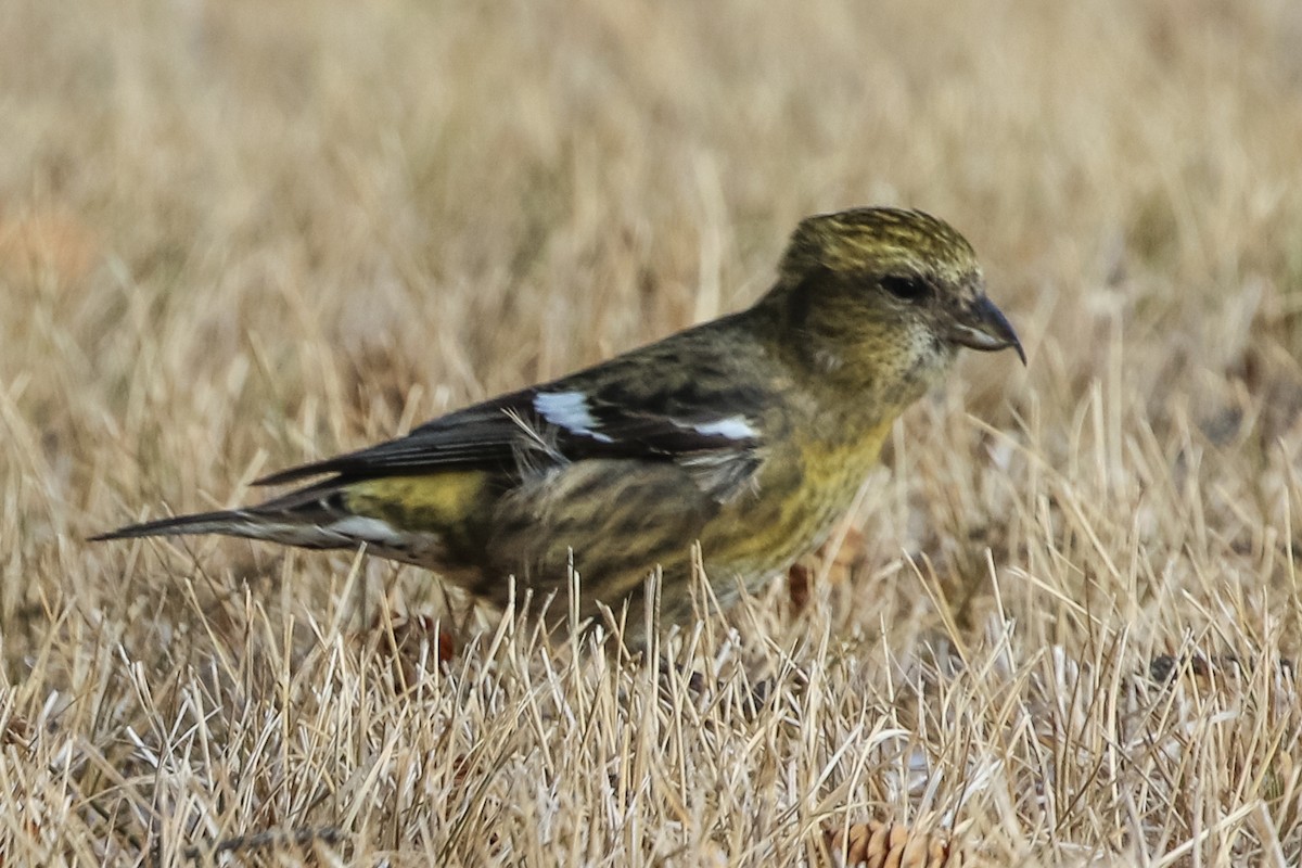 White-winged Crossbill - ML280456081