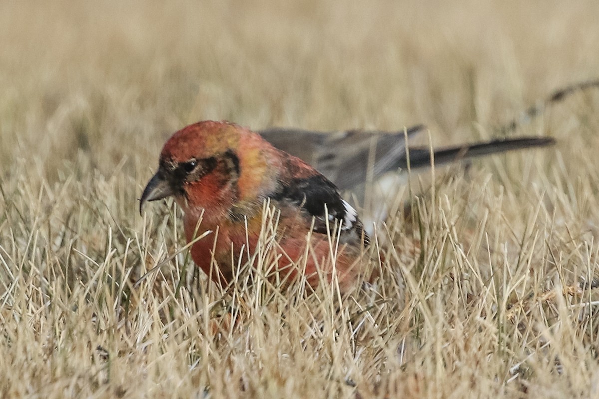 White-winged Crossbill - ML280456131