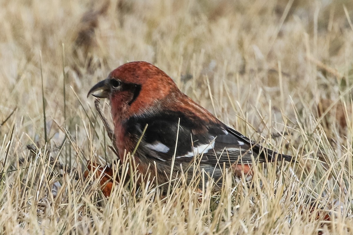White-winged Crossbill - ML280456211