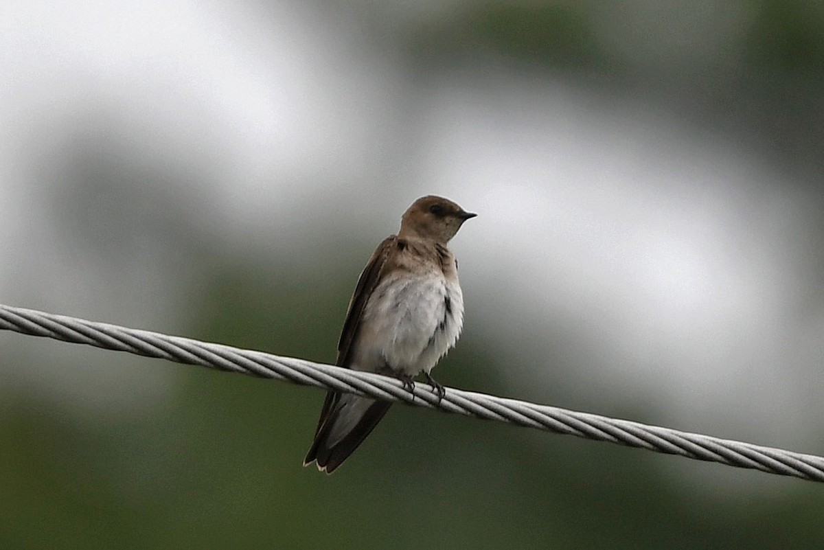 Northern Rough-winged Swallow - ML280460531
