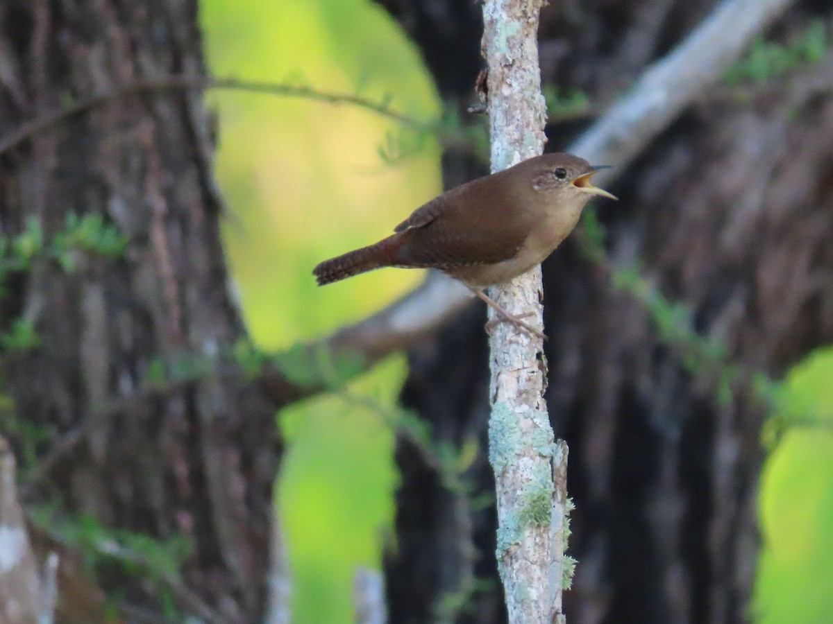 Northern House Wren - ML280461881