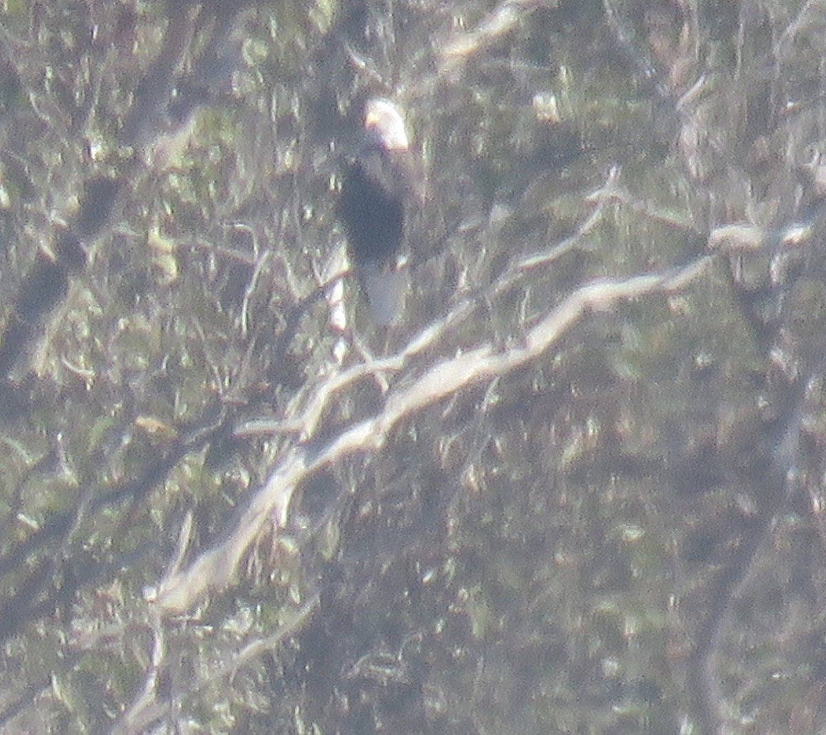 Bald Eagle - ML280462581