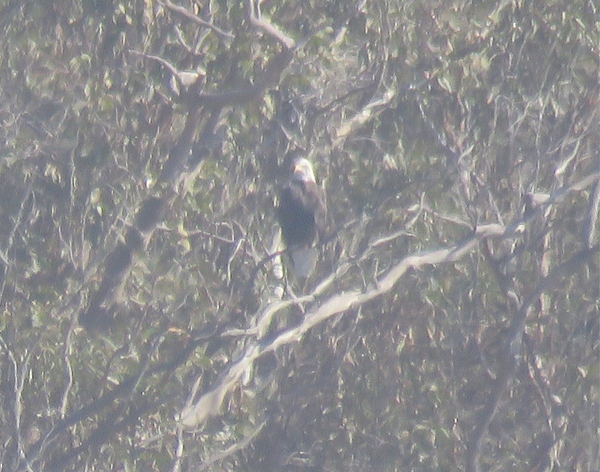 Bald Eagle - ML280462621