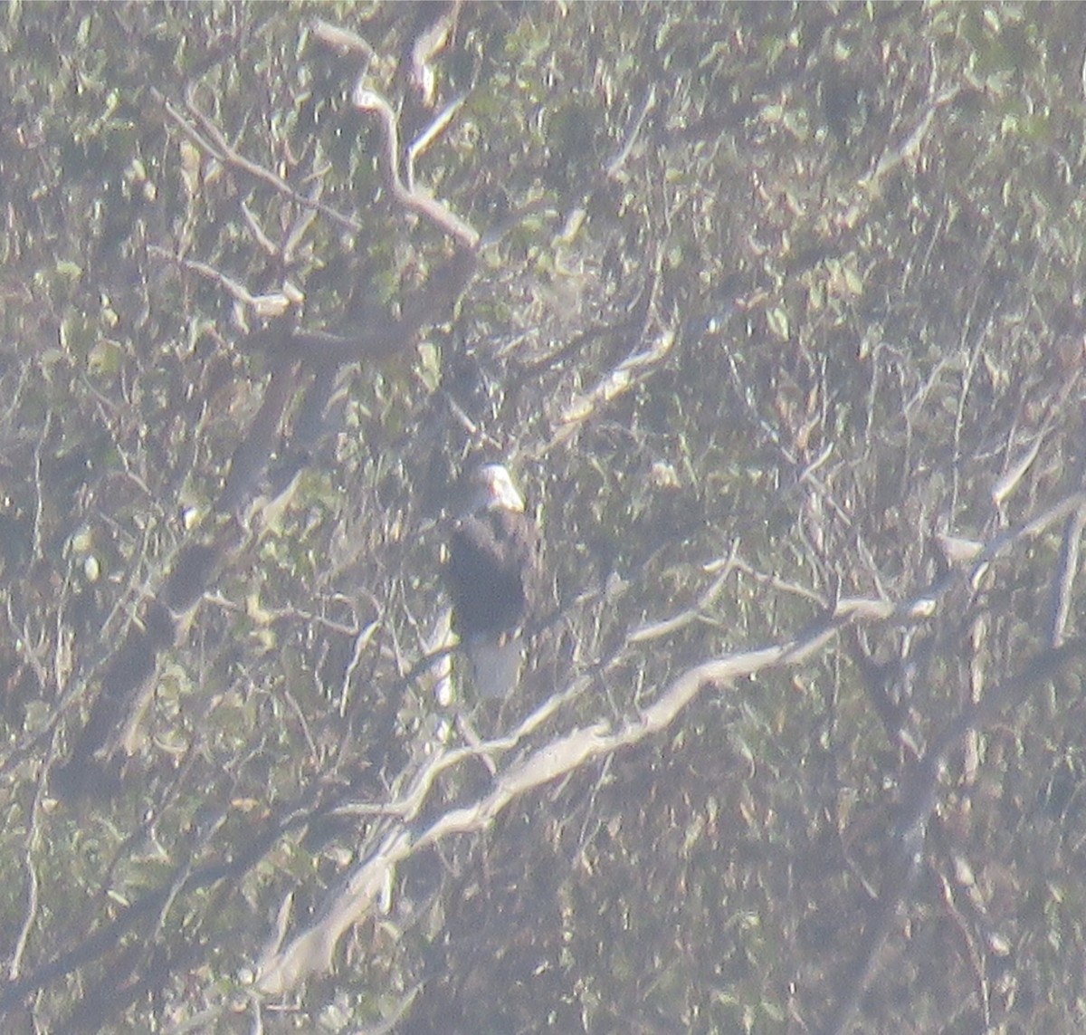 Bald Eagle - ML280462631