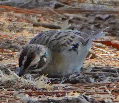 Lark Sparrow - ML280462841