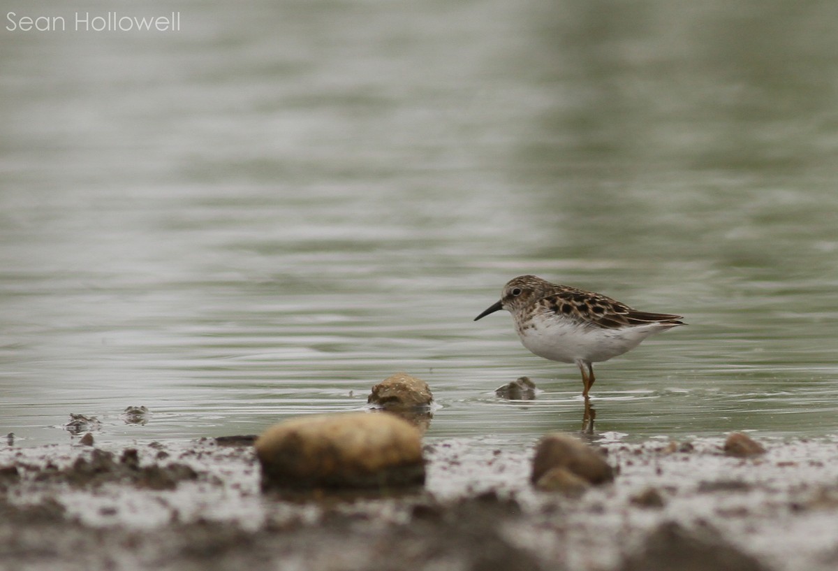 Least Sandpiper - ML28046301