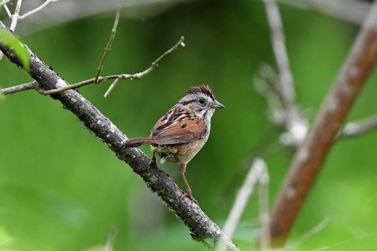 Swamp Sparrow - ML280464051