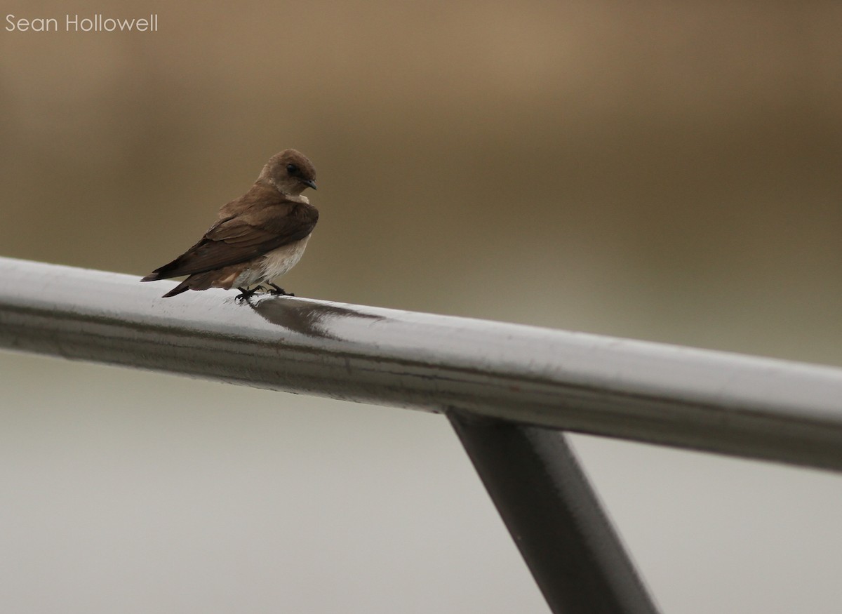 Northern Rough-winged Swallow - ML28046511