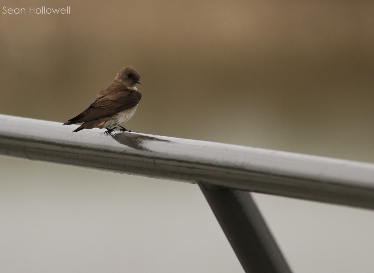 Northern Rough-winged Swallow - ML28046511