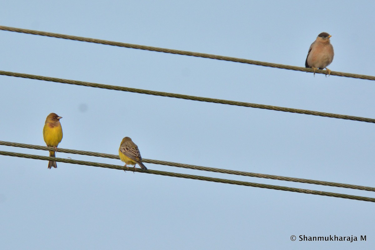 Red-headed Bunting - ML280465461