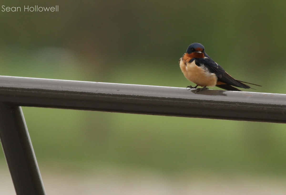 Barn Swallow - ML28046701