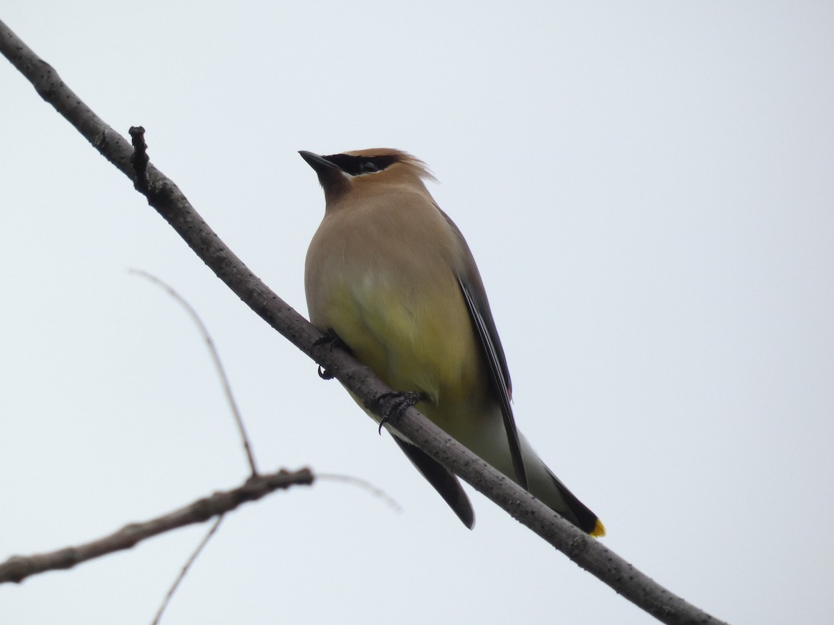 Cedar Waxwing - ML280467831